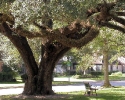 live oak in Candlelight Hills