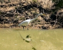 Egret in Cypress Creek