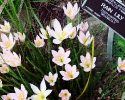Rain Lilly at Mercer Gardens