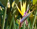 Bird of Paradise at Mercer Botanic Gardens