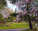 Mercer Botanic Gardens in Spring