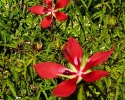 Flowers blooming at Mercer Botanic Gardens