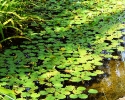mercer-lilly-pads.jpg