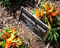 Colorful peppers at Mercer Botanic Gardens