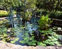Water Lilly pond at Mercer Botanic Gardens