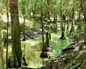 mercer-arboretum-bald-cypress_0.jpg