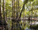 mercer-arboretum-bald-cypresses.jpg