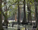 mercer-arboretum-hickory-bog.jpg