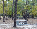 mercer-arboretum-picnic-tables.jpg