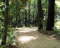 mercer-arboretum-trails.jpg