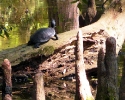 mercer-arboretum-turtle.jpg