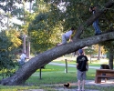 Tree climbing in Meyer Park