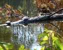Turtles at Meyer Park