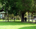 Spring Creek Forest picnic tables
