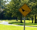 Spring Lakes ducks crossing