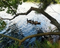 Ducks on WindRose lake