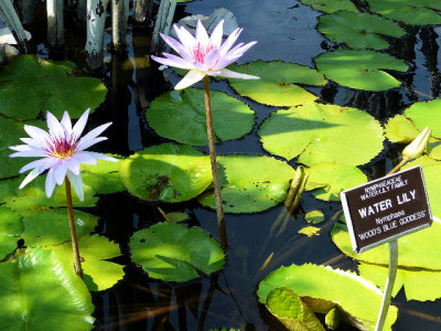 Mercer Botanic Gardens water lilly