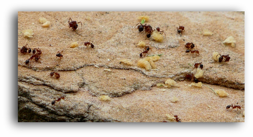fire-ants-attack