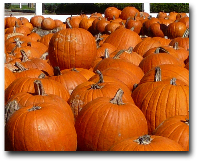 Pumpkin patches in Spring TX