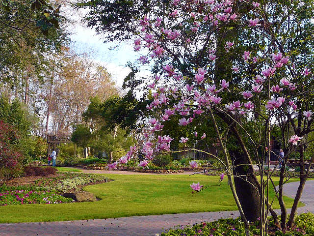 Mercer Botanical Gardens Spring TX