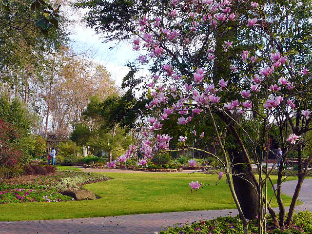 Spring Tx Arboretum Botanic Gardens Always In Bloom